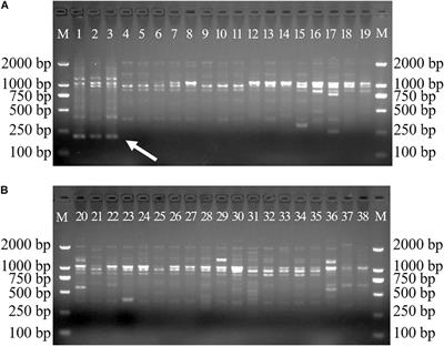 Development, Identification, and Application of a Germplasm Specific SCAR Marker for Dendrobium officinale Kimura et Migo